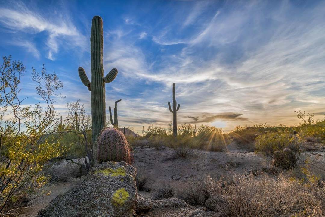 AZ Sunset with Saguaros