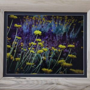 Brittlebush and Lupines