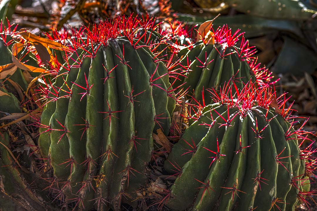 Red Barrel Cactus