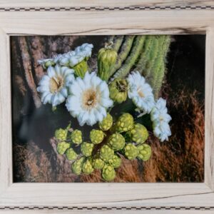 Saguaro Blooms