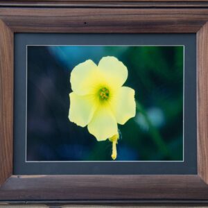 Yellow Bermuda Buttercup