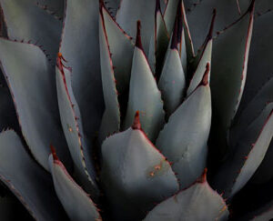 Southwest Botanicals #1