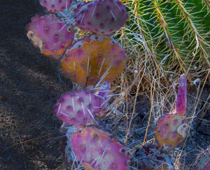 Southwest Botanical #2